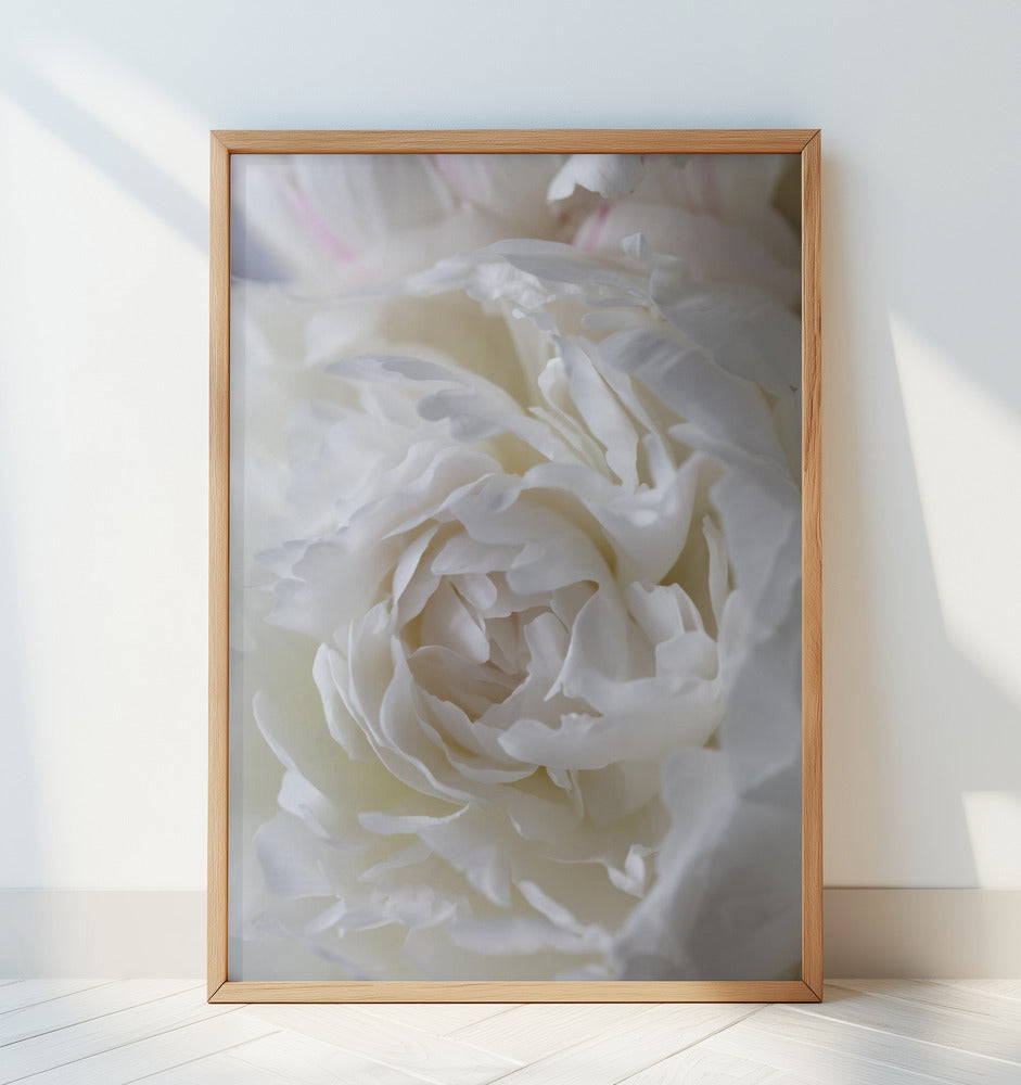 Peony 03